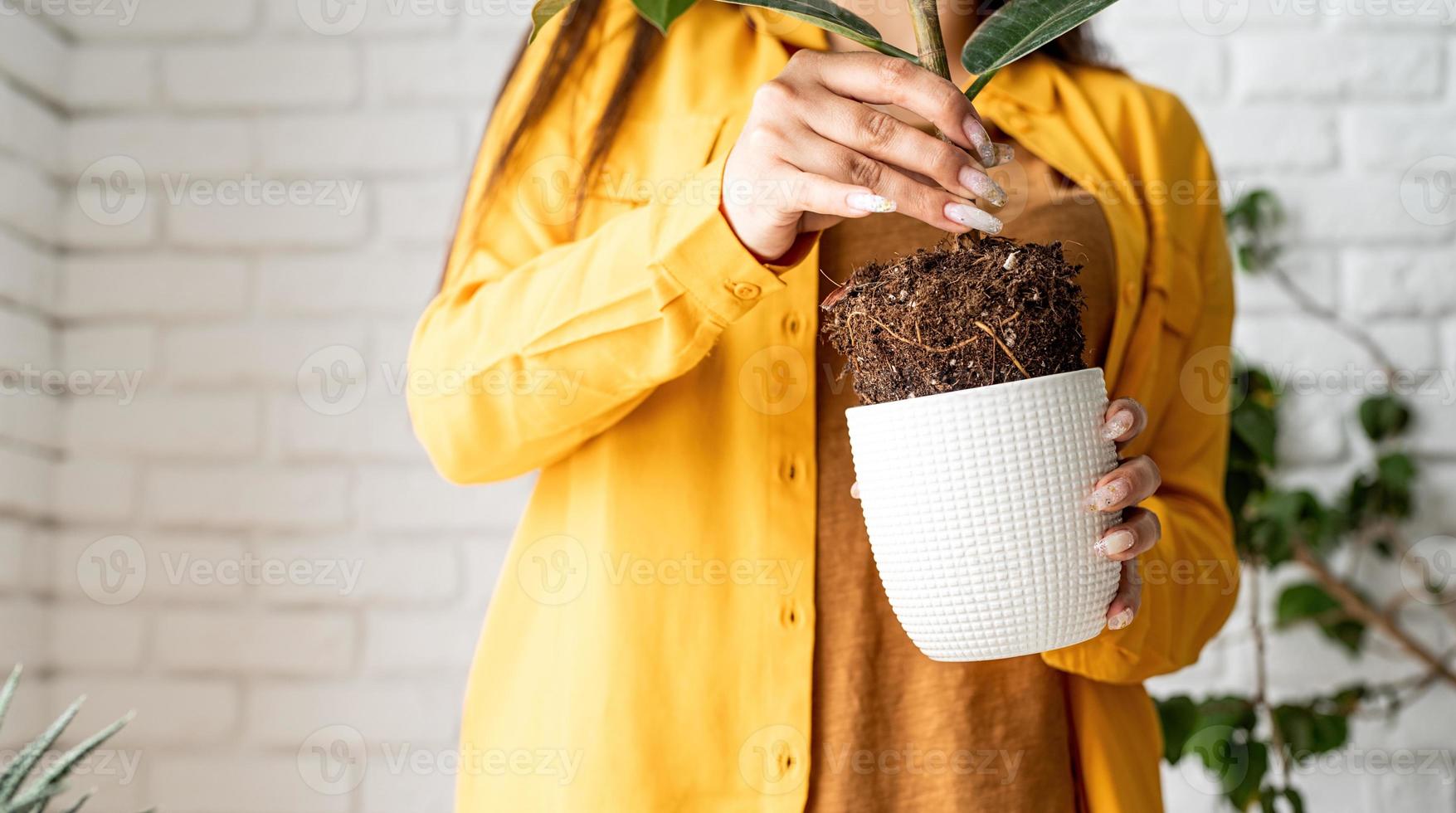 jardineira transplantando uma jovem planta de ficus para um novo vaso de flores foto