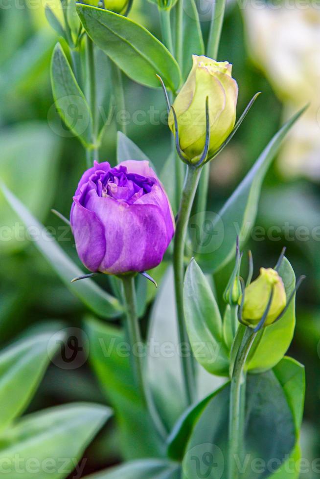 lindas flores de lisianthus no jardim foto