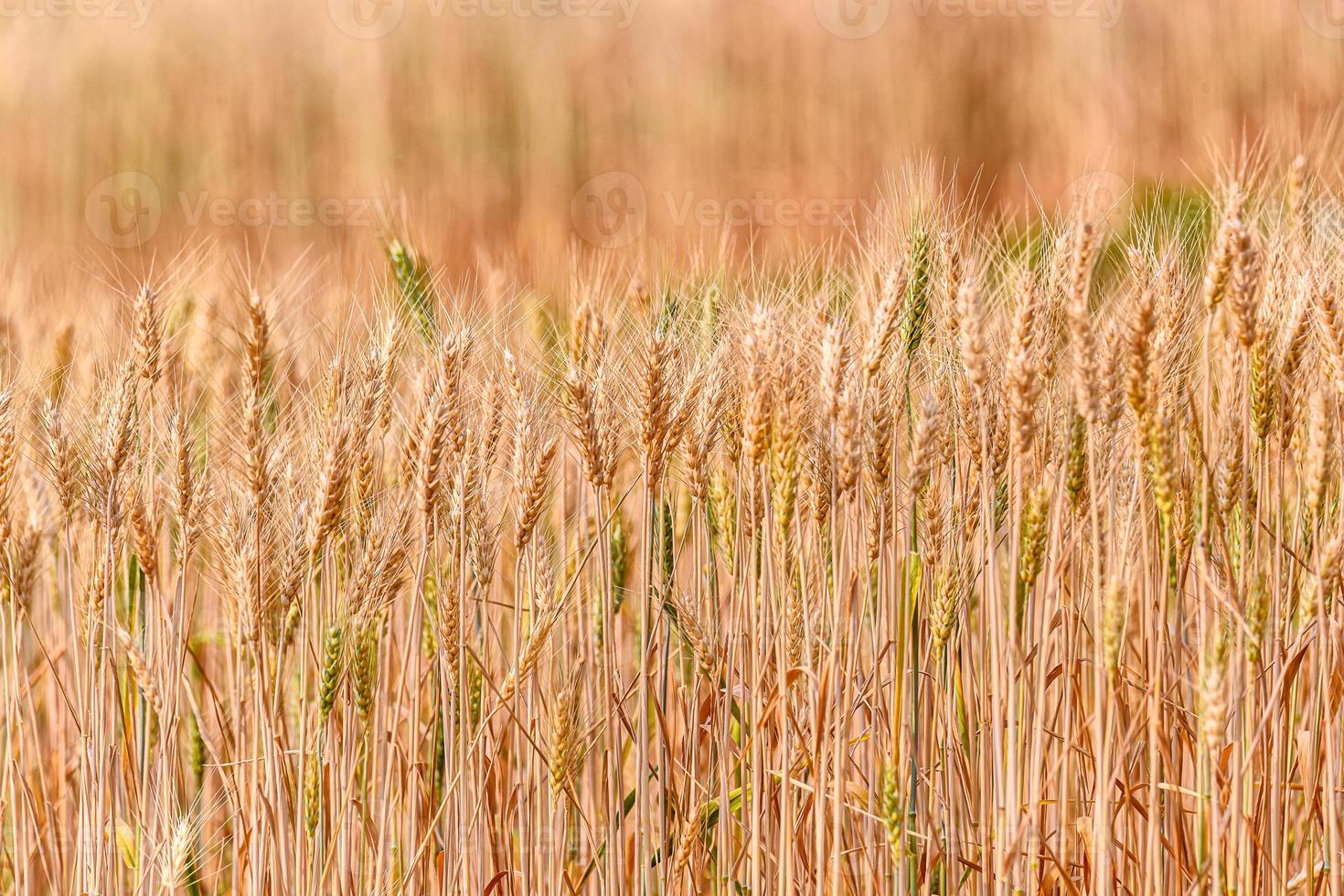 grão amarelo pronto para a colheita, crescendo em um campo de trigo. foto