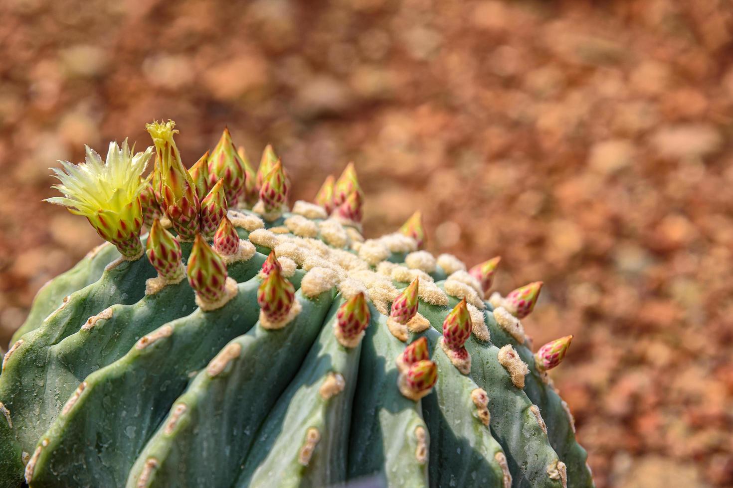 ferocactus glaucescens var. nudum com floração amarela no jardim foto