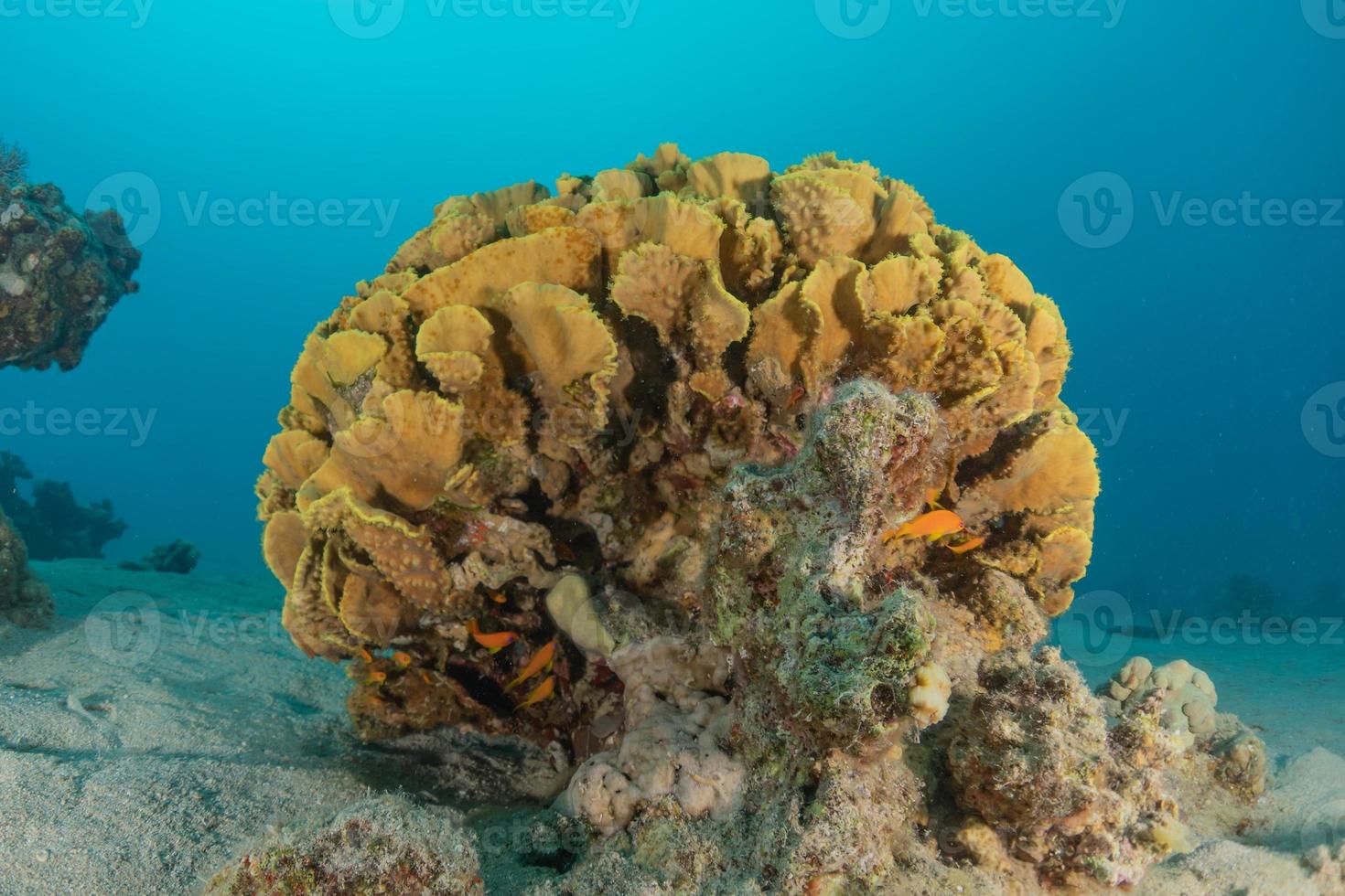 recife de coral e plantas aquáticas no mar vermelho, eilat israel foto