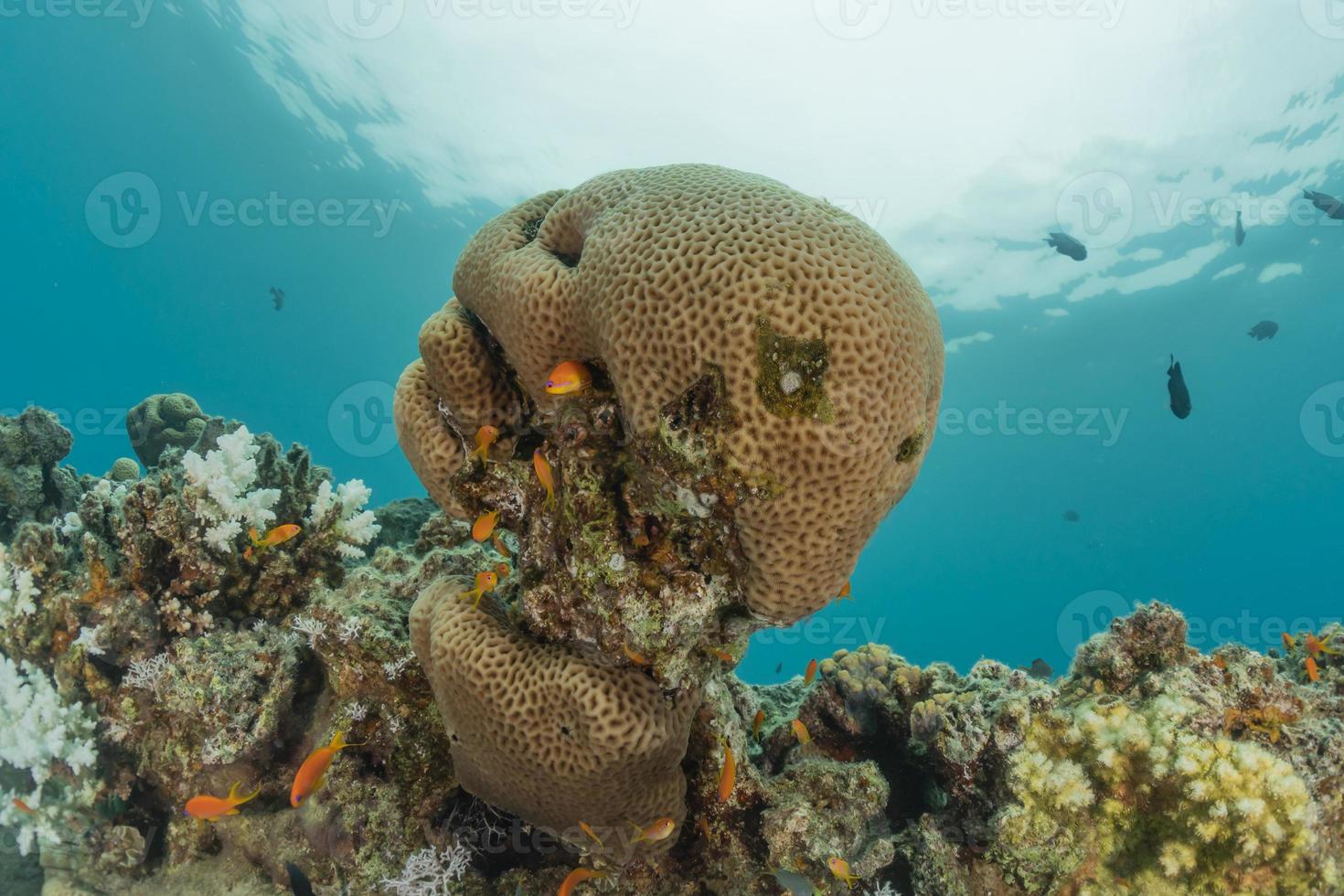 recife de coral e plantas aquáticas no mar vermelho, eilat israel foto