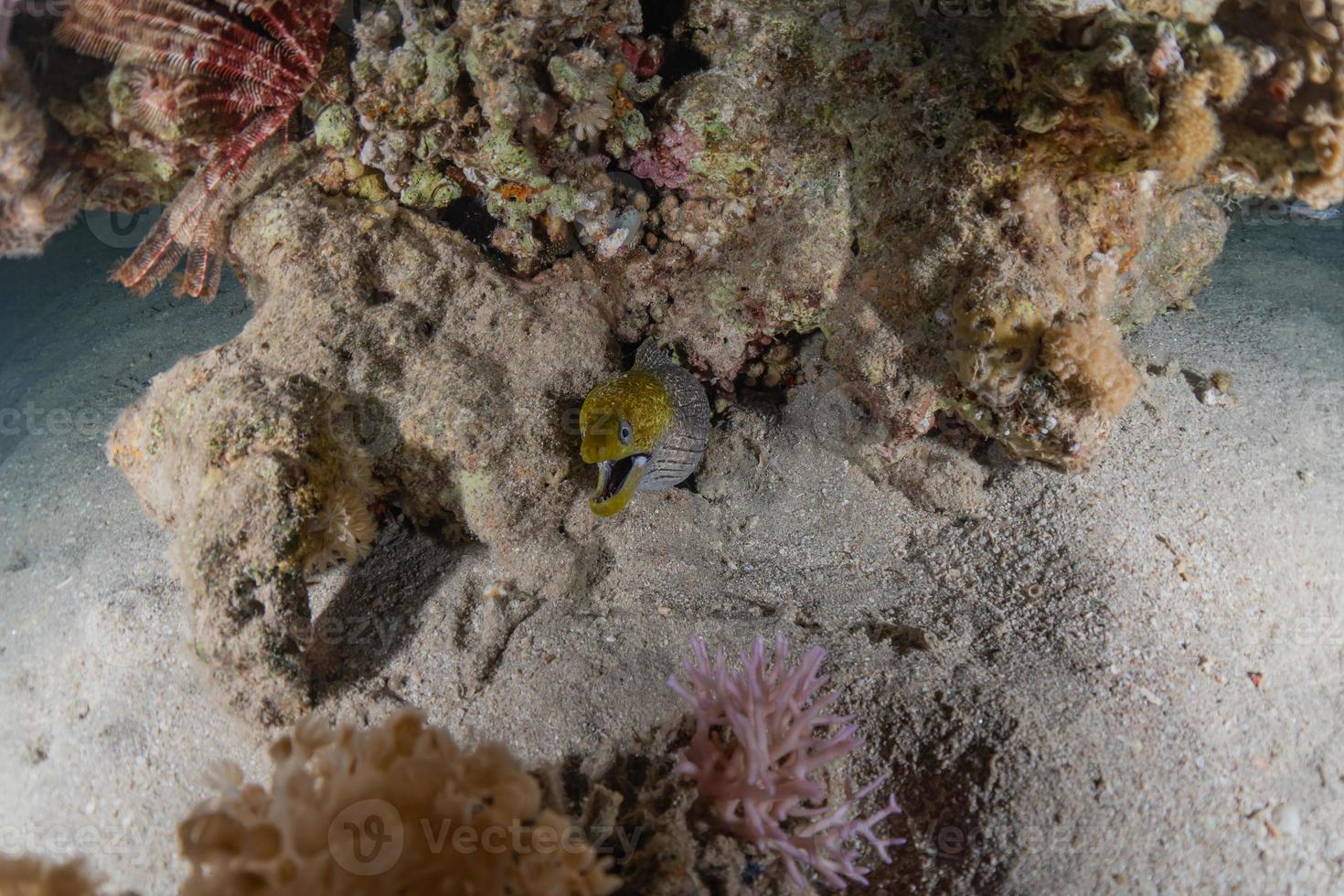 moreia mooray lycodontis undulatus no mar vermelho, eilat israel foto