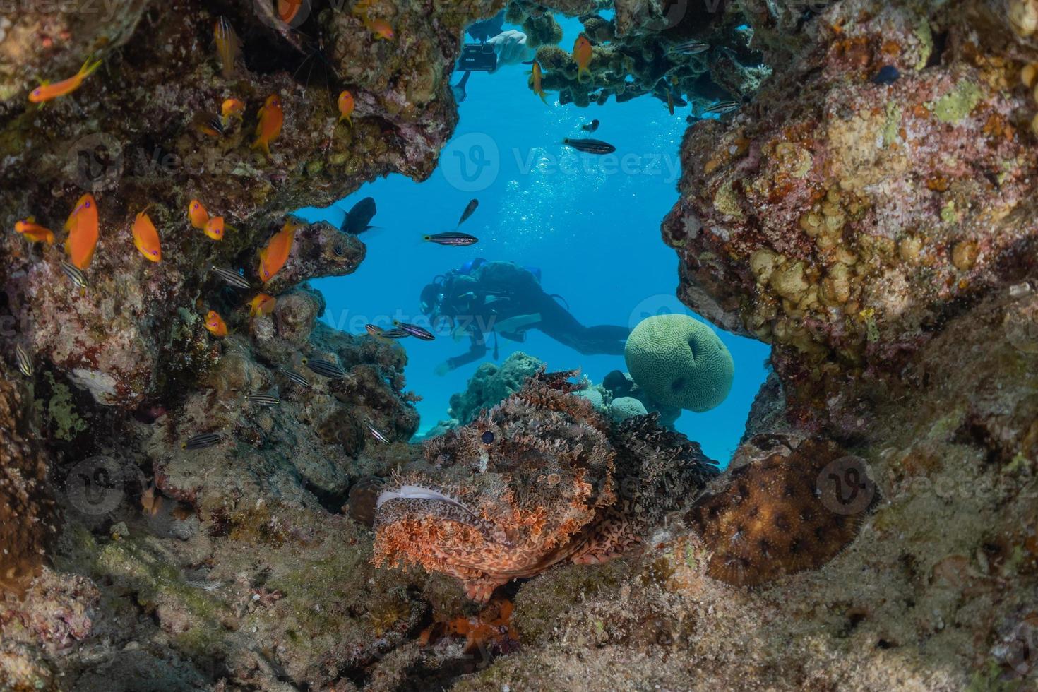 peixes nadam no mar vermelho, peixes coloridos, eilat israel foto