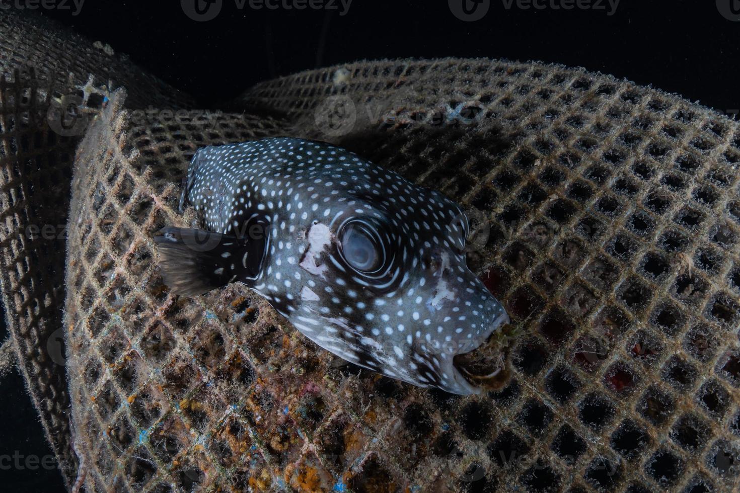 peixes nadam no mar vermelho, peixes coloridos, eilat israel foto