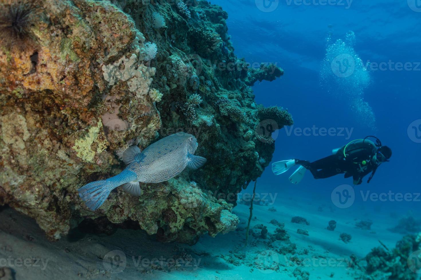 peixes nadam no mar vermelho, peixes coloridos, eilat israel foto