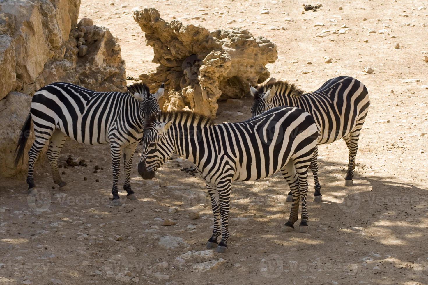 zebras no zoológico de jerusalém foto