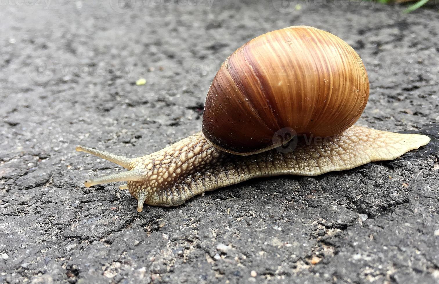 pequeno caracol de jardim com concha rastejando na estrada molhada, lesma apressada para casa foto