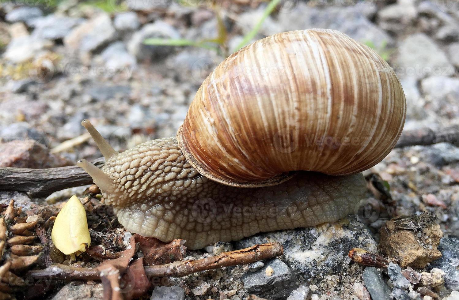 pequeno caracol de jardim com concha rastejando na estrada molhada, lesma apressada para casa foto