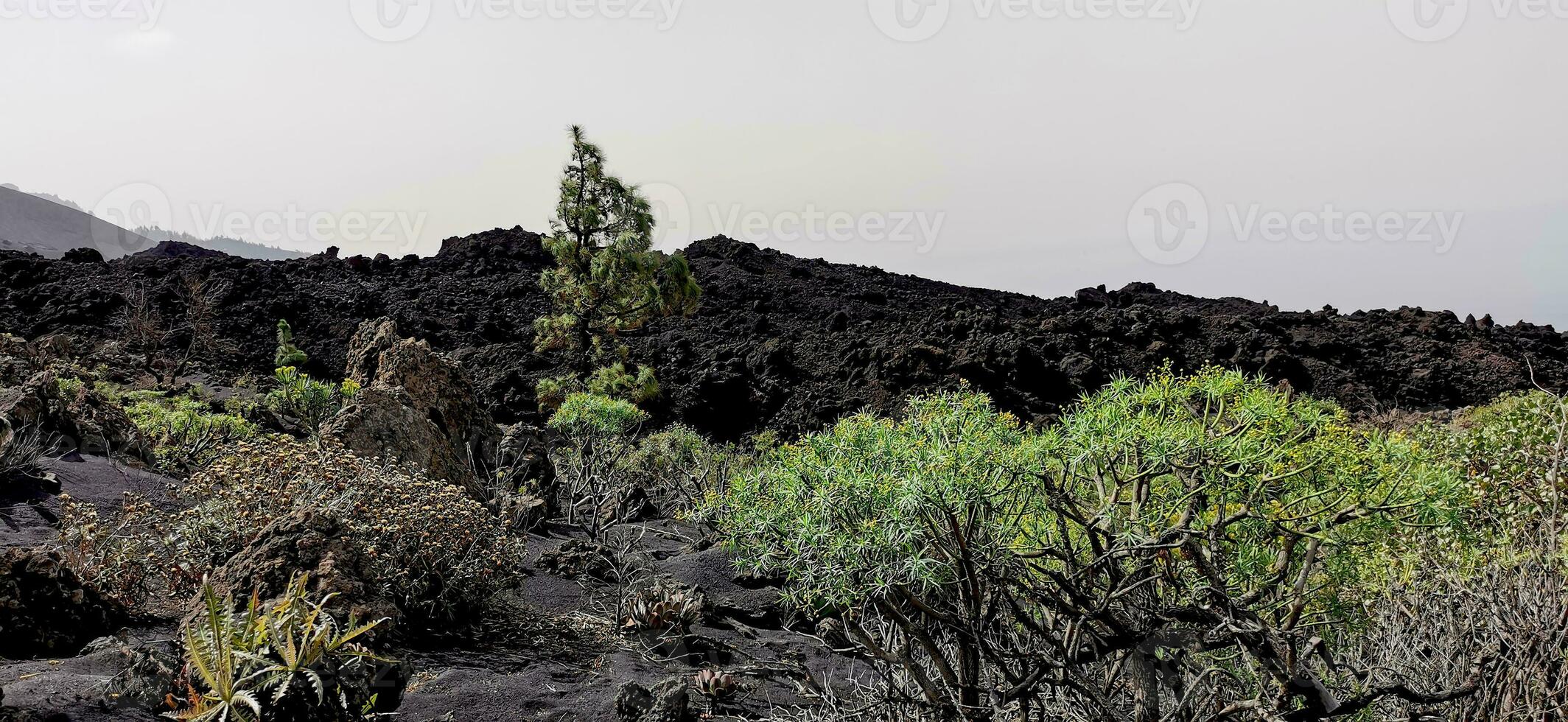 solidificado vulcânico lava corrente a partir de a cumbre Vieja vulcão em a ilha do la palma foto