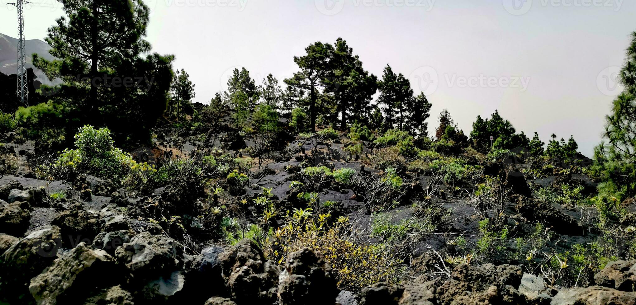 solidificado vulcânico lava corrente a partir de a cumbre Vieja vulcão em a ilha do la palma foto