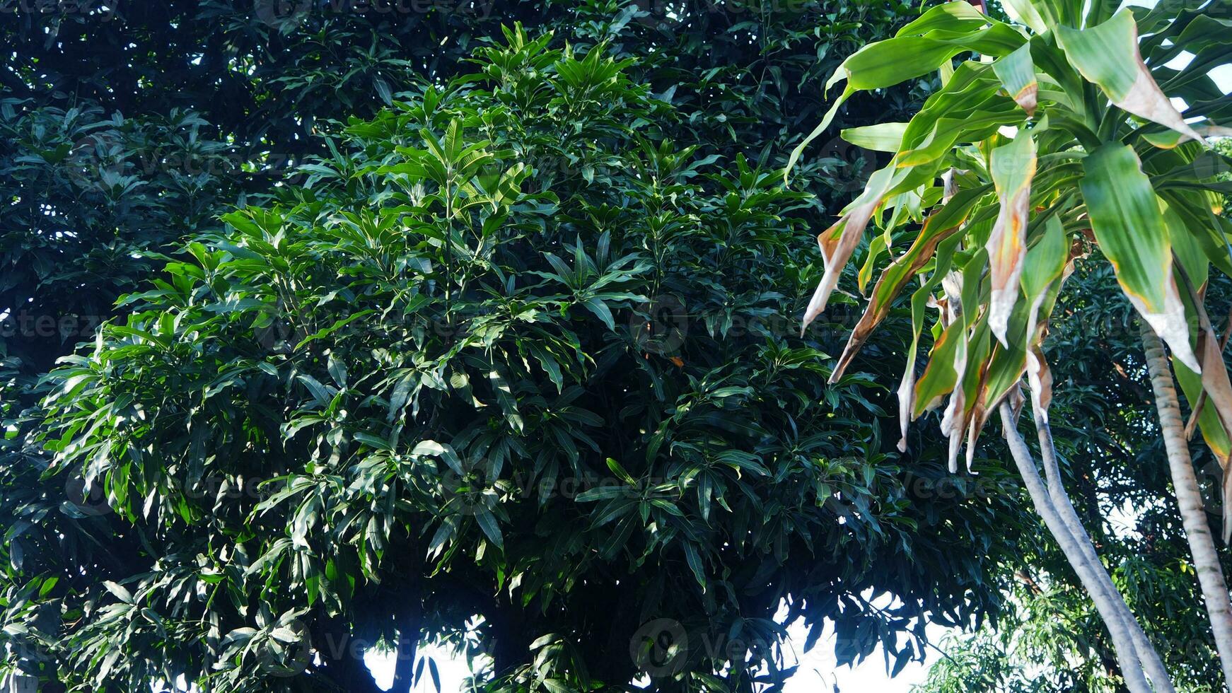 verde folhas do manga árvores dentro a jardim em uma ensolarado dia. foto