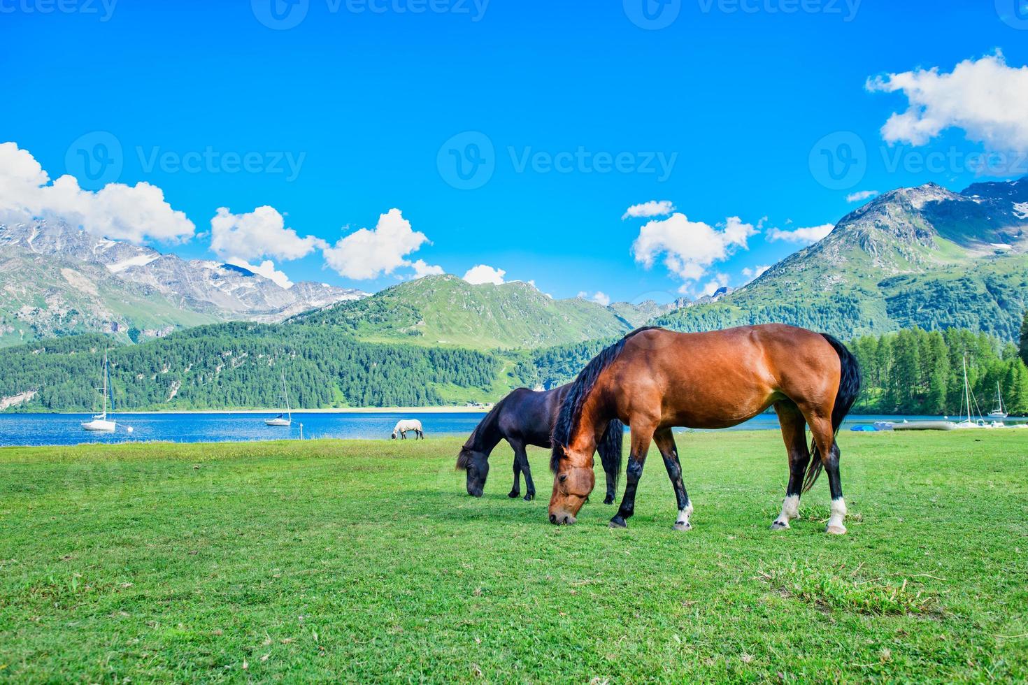 cavalos pastando em prados de alta montanha perto de um lago alpio foto