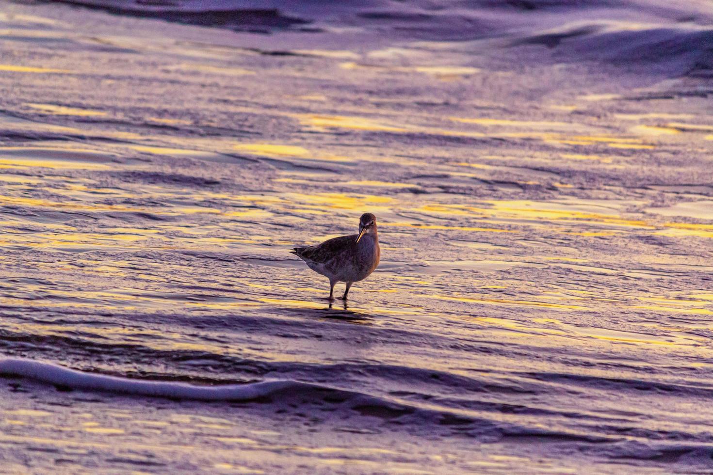 pôr do sol na playa del rosarito - praia de rosarito, méxico 2019 foto