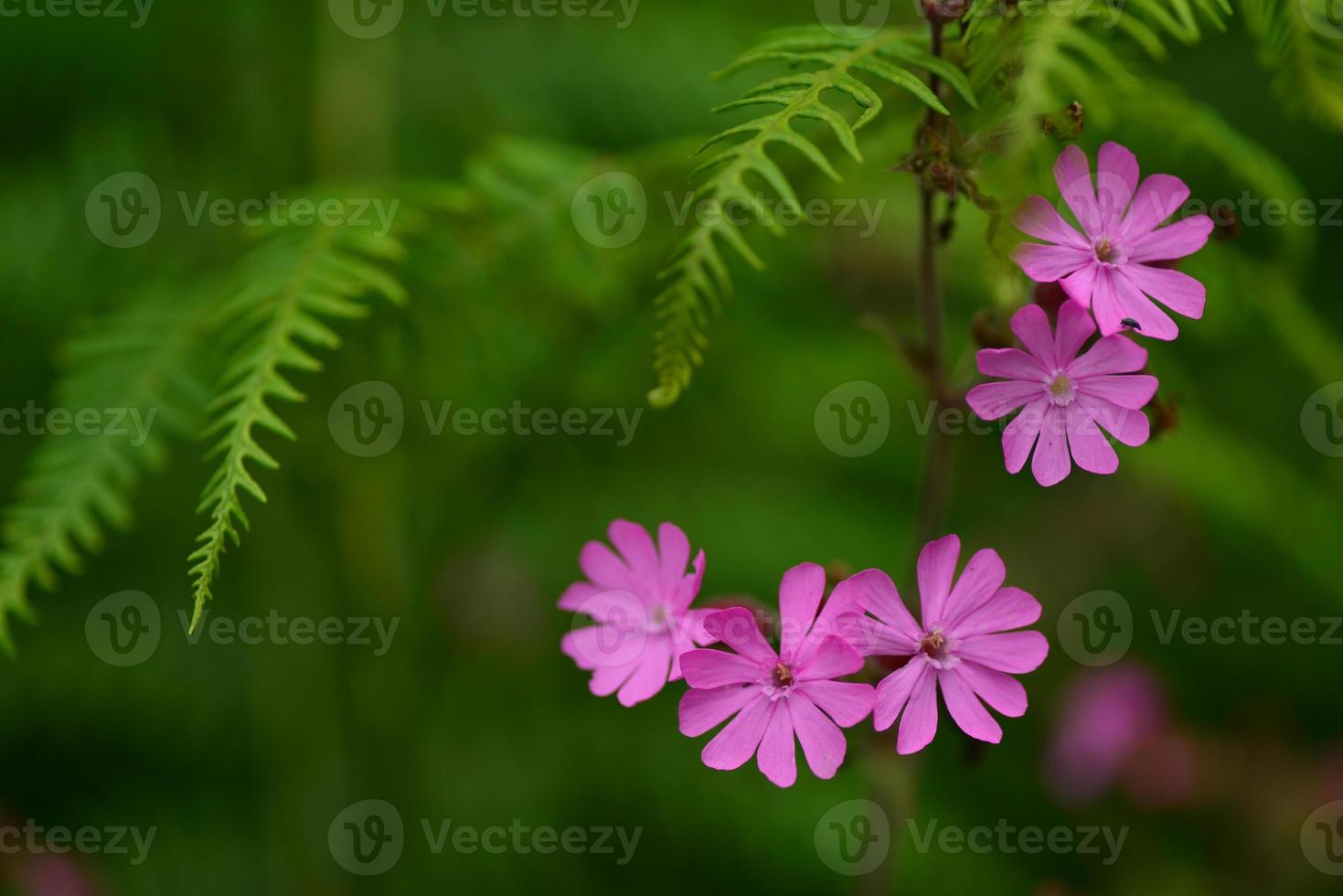 campion vermelha, flores silvestres do Reino Unido. foto