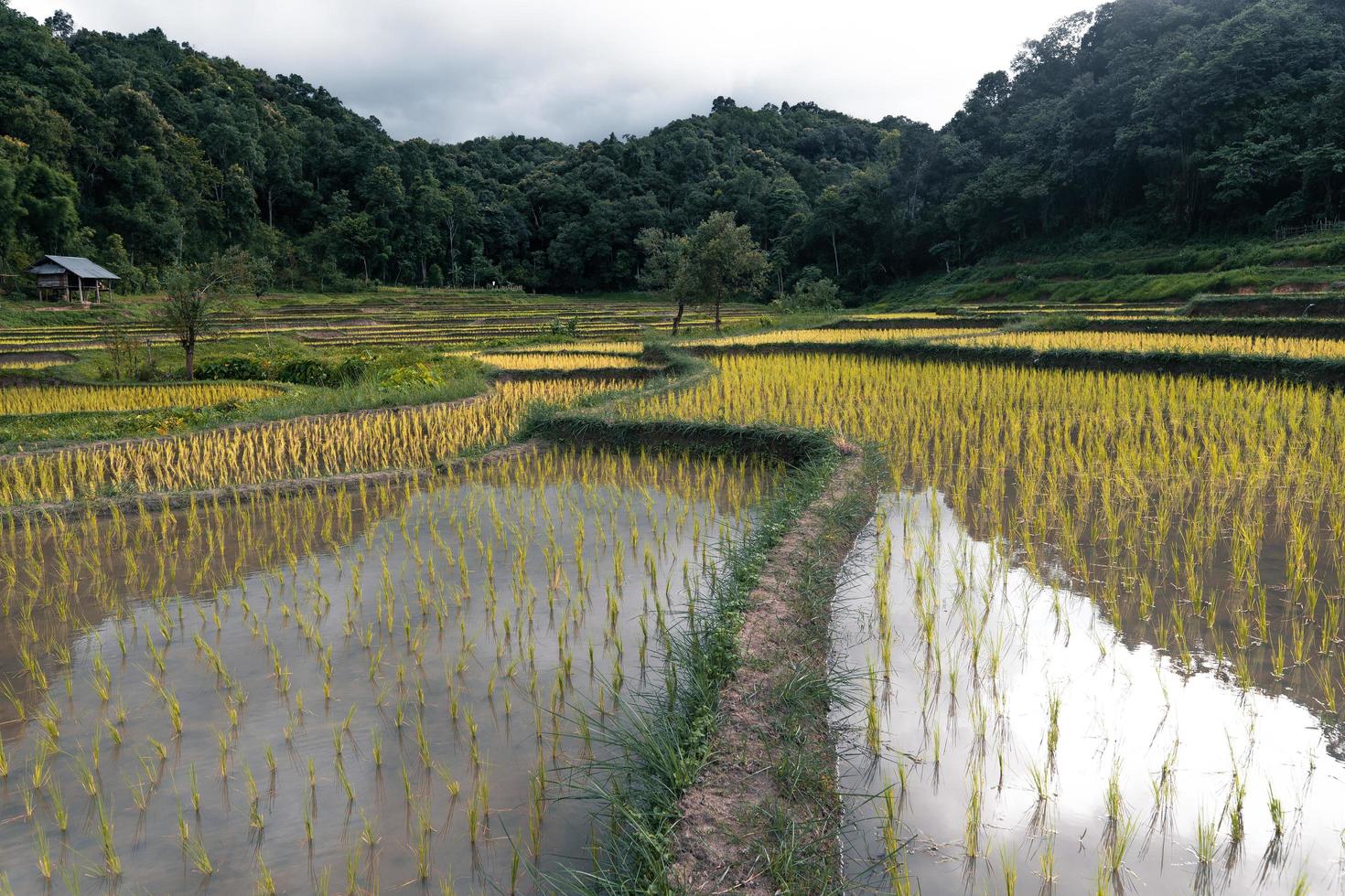 planta jovem de arroz no campo foto