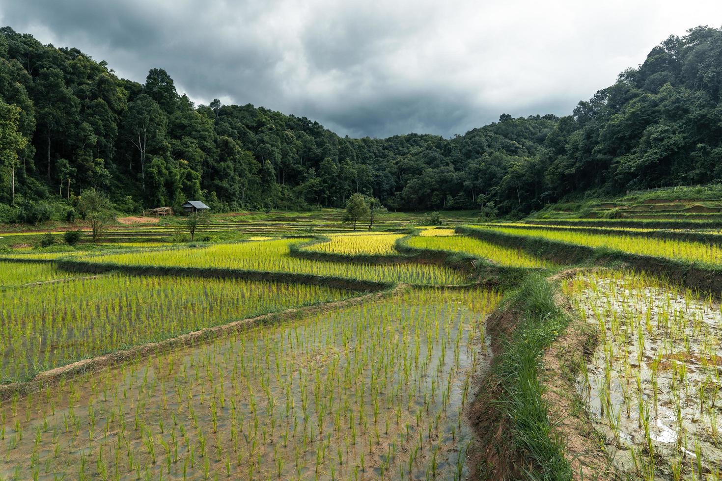 planta jovem de arroz no campo foto