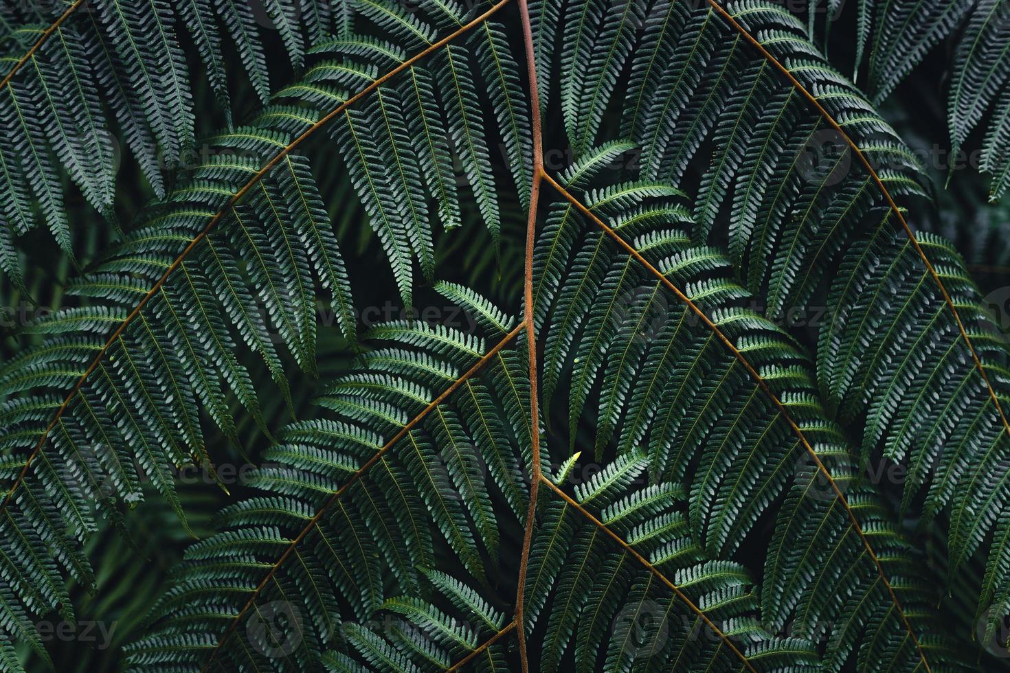 folhas escuras de samambaias na estação das chuvas tropicais foto