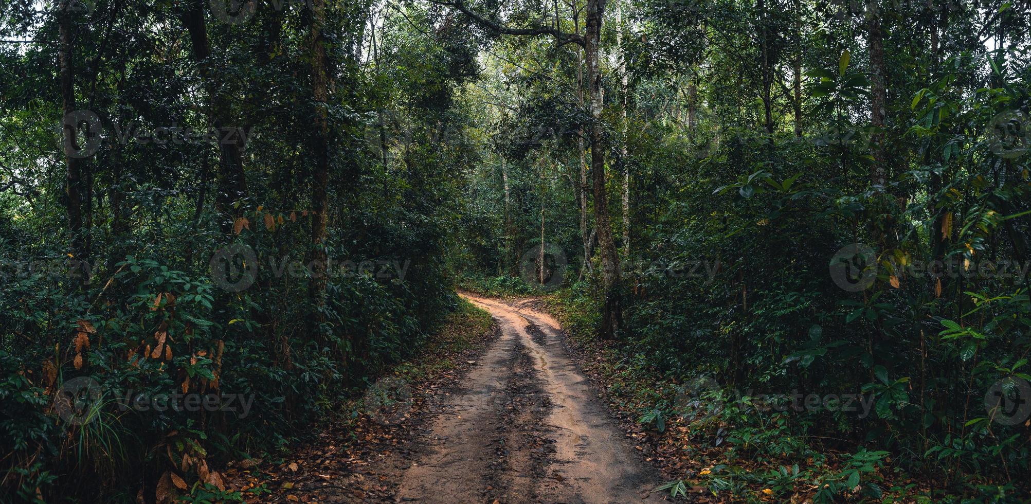 estrada de terra para a floresta na estação das chuvas tropicais foto