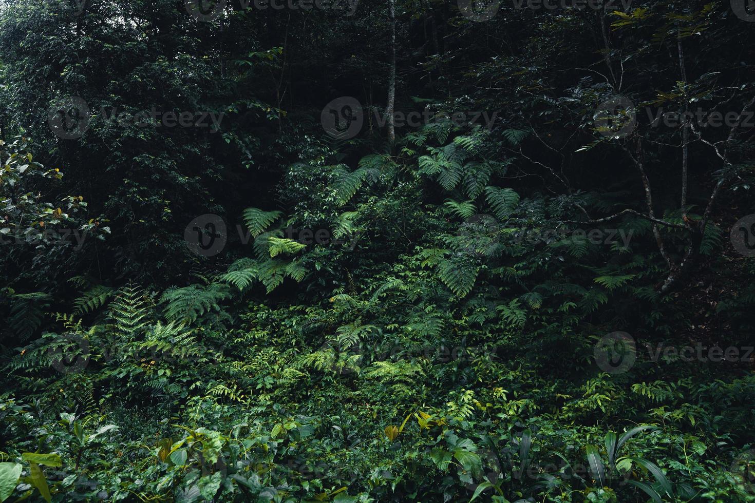 folhas escuras de samambaias na estação das chuvas tropicais foto