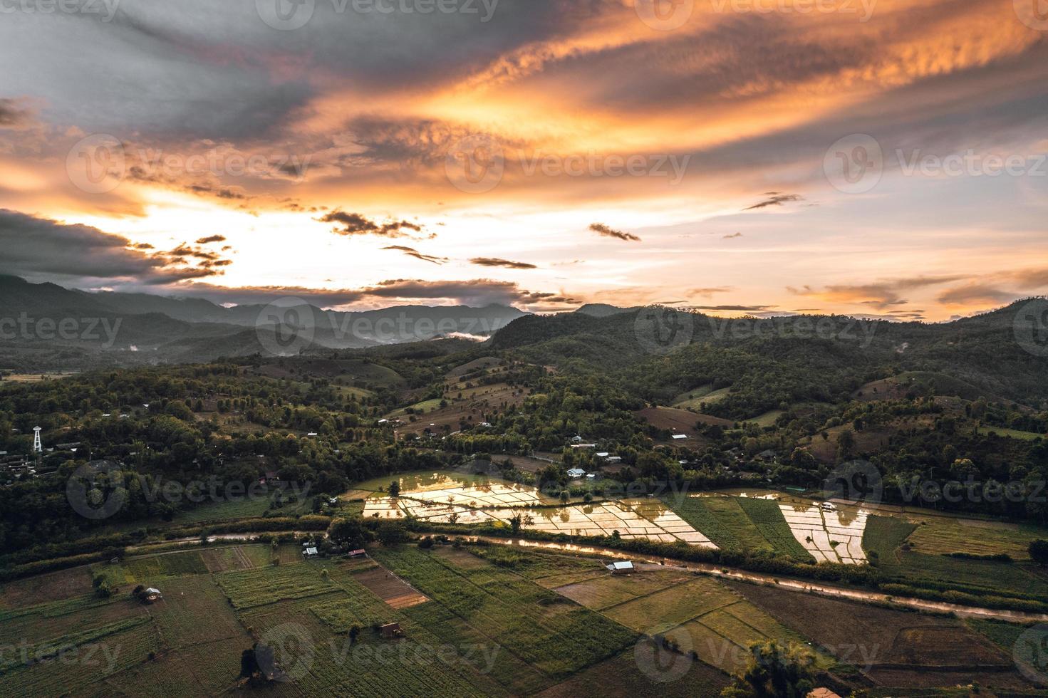 planta jovem de arroz no formulário de campo acima foto