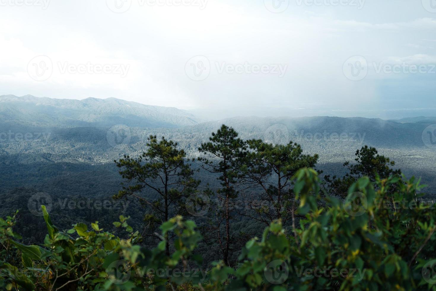 árvores e samambaias na floresta do dia chuvoso foto