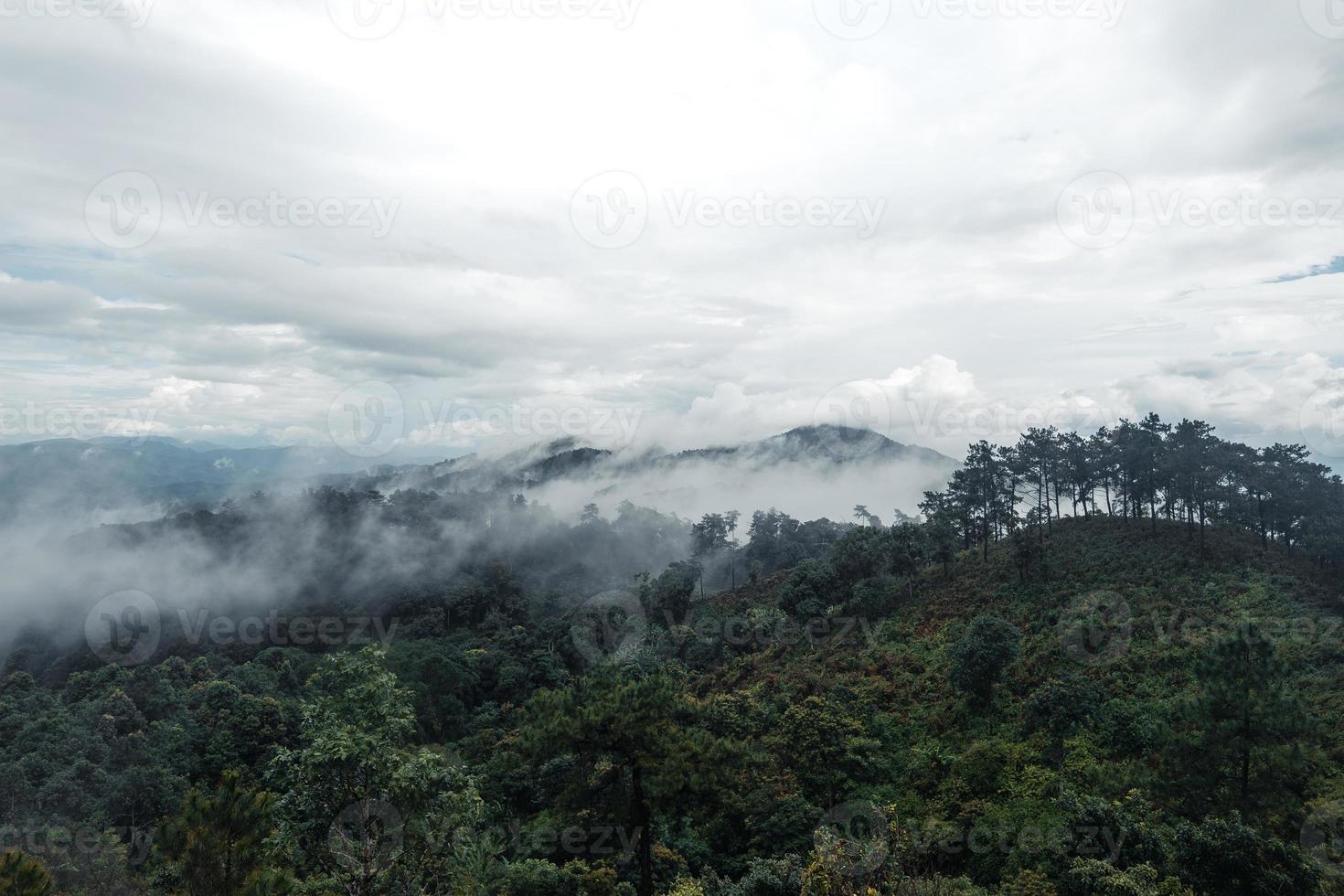 árvores e samambaias na floresta do dia chuvoso foto