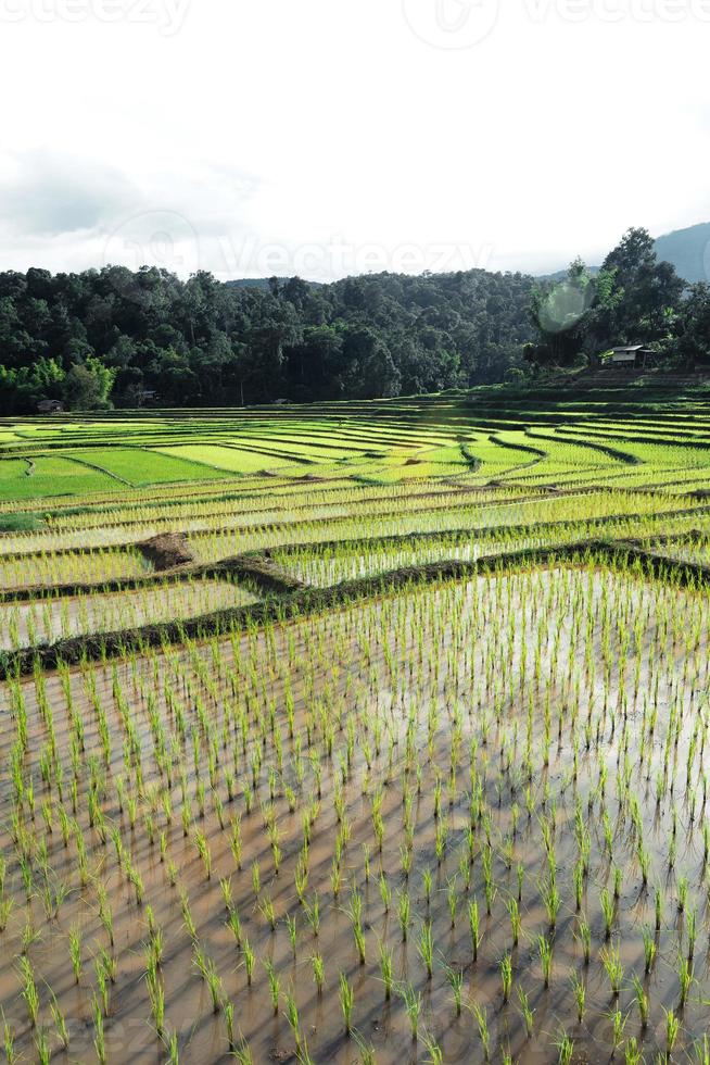 campos de arroz no início do cultivo foto