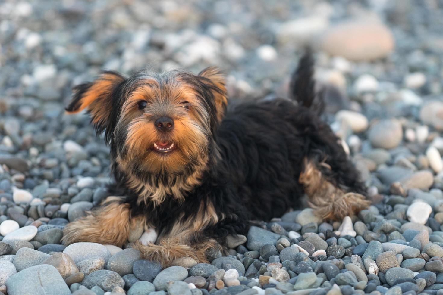 pequeno yorkshire terrier marrom e preto yakshinskiy foto