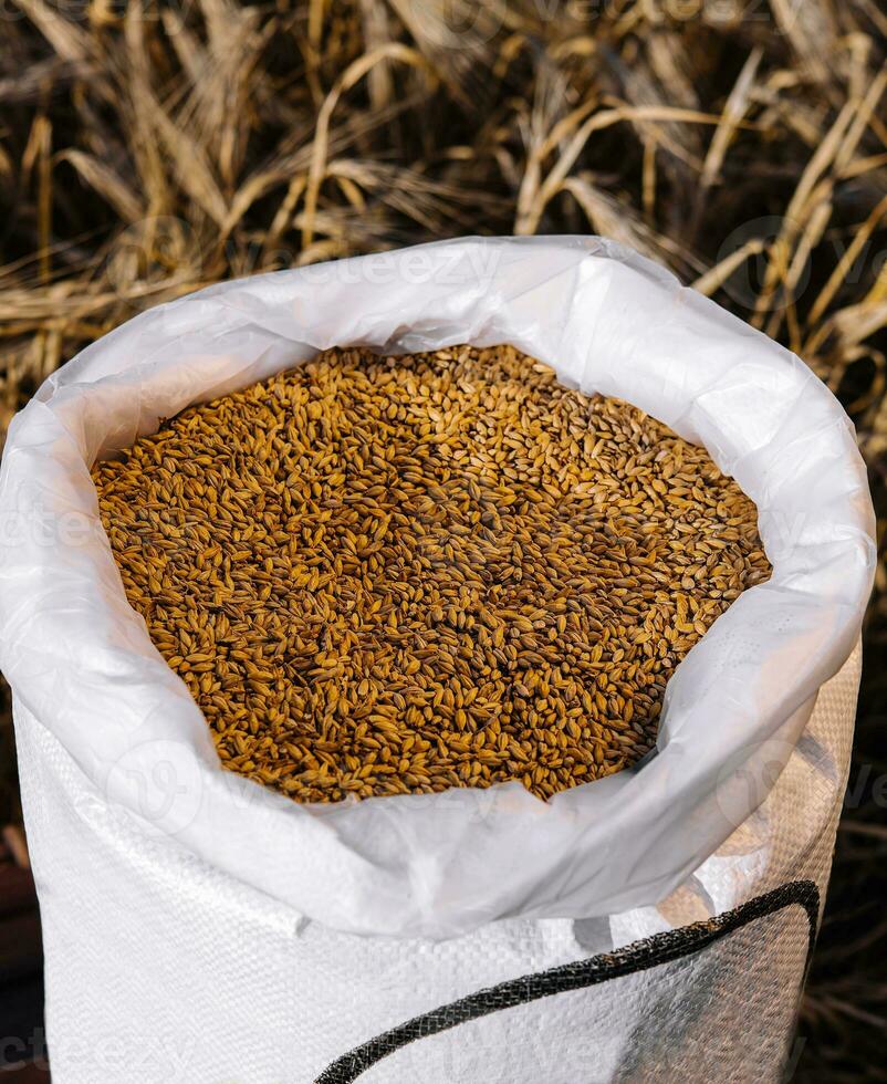 trigo sementes dentro uma bolsa, agricultura foto