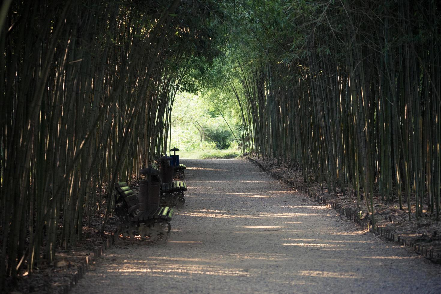 caminho de cascalho no meio de um matagal de bambu com alguns bancos para foto