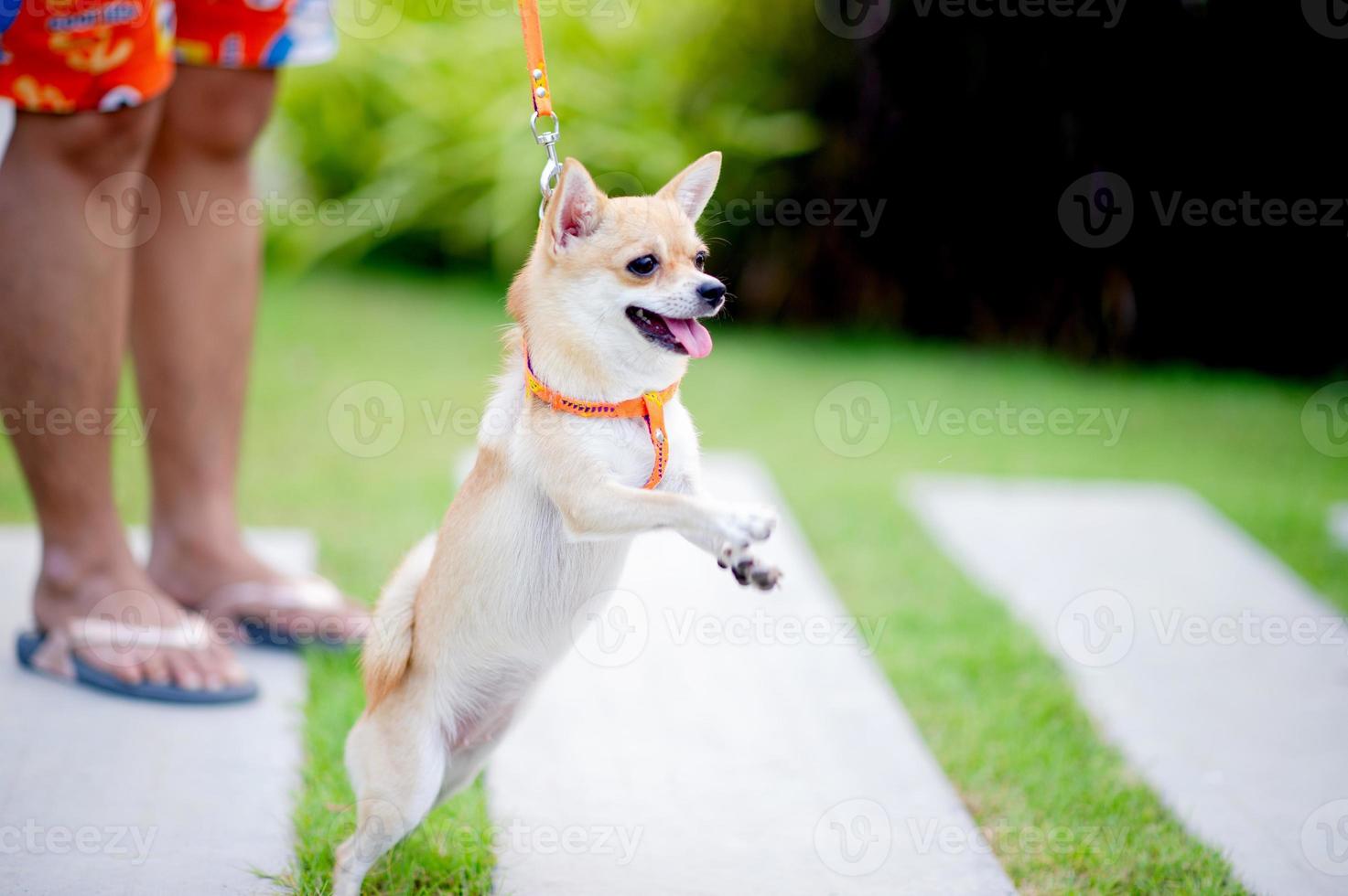 cachorrinho fofo andando na grama em frente da casa. foto