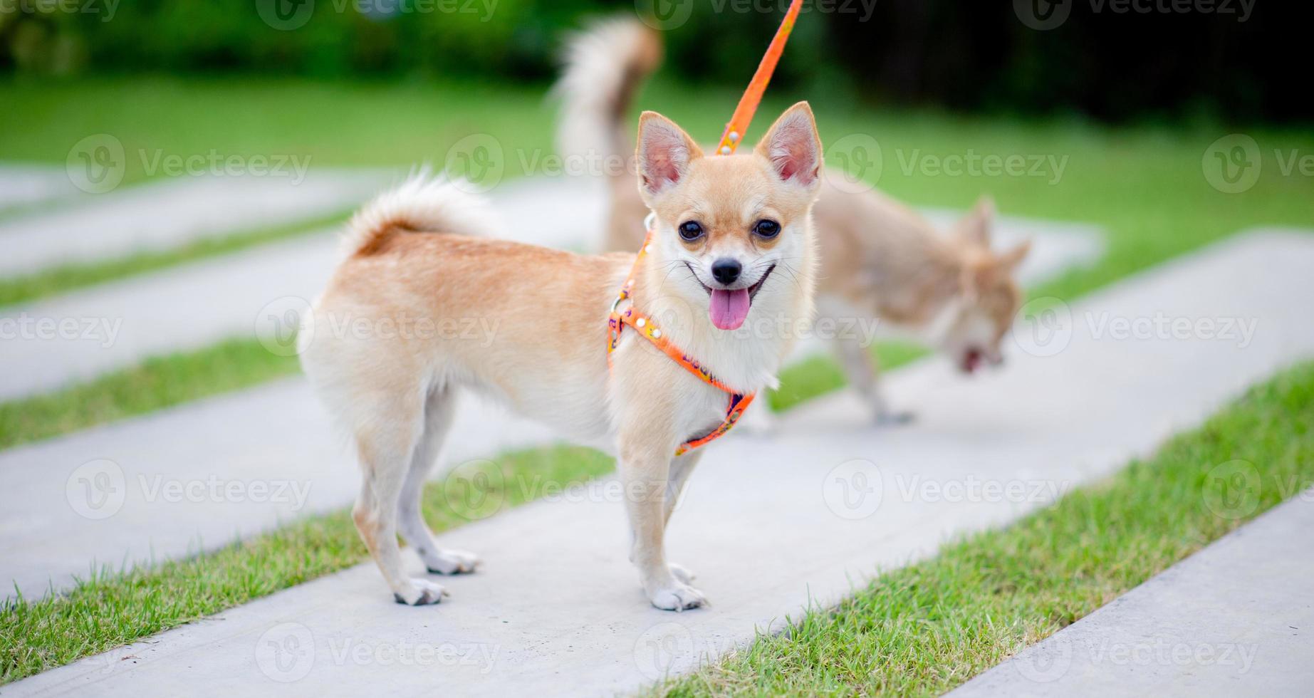 cachorrinho fofo andando na grama em frente da casa. foto