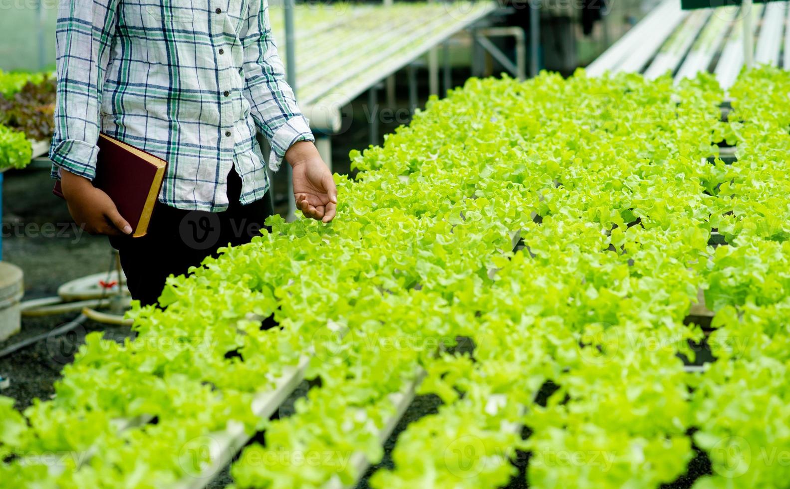 jardineiros e alface orgânica na trama conceito de alimentação saudável foto