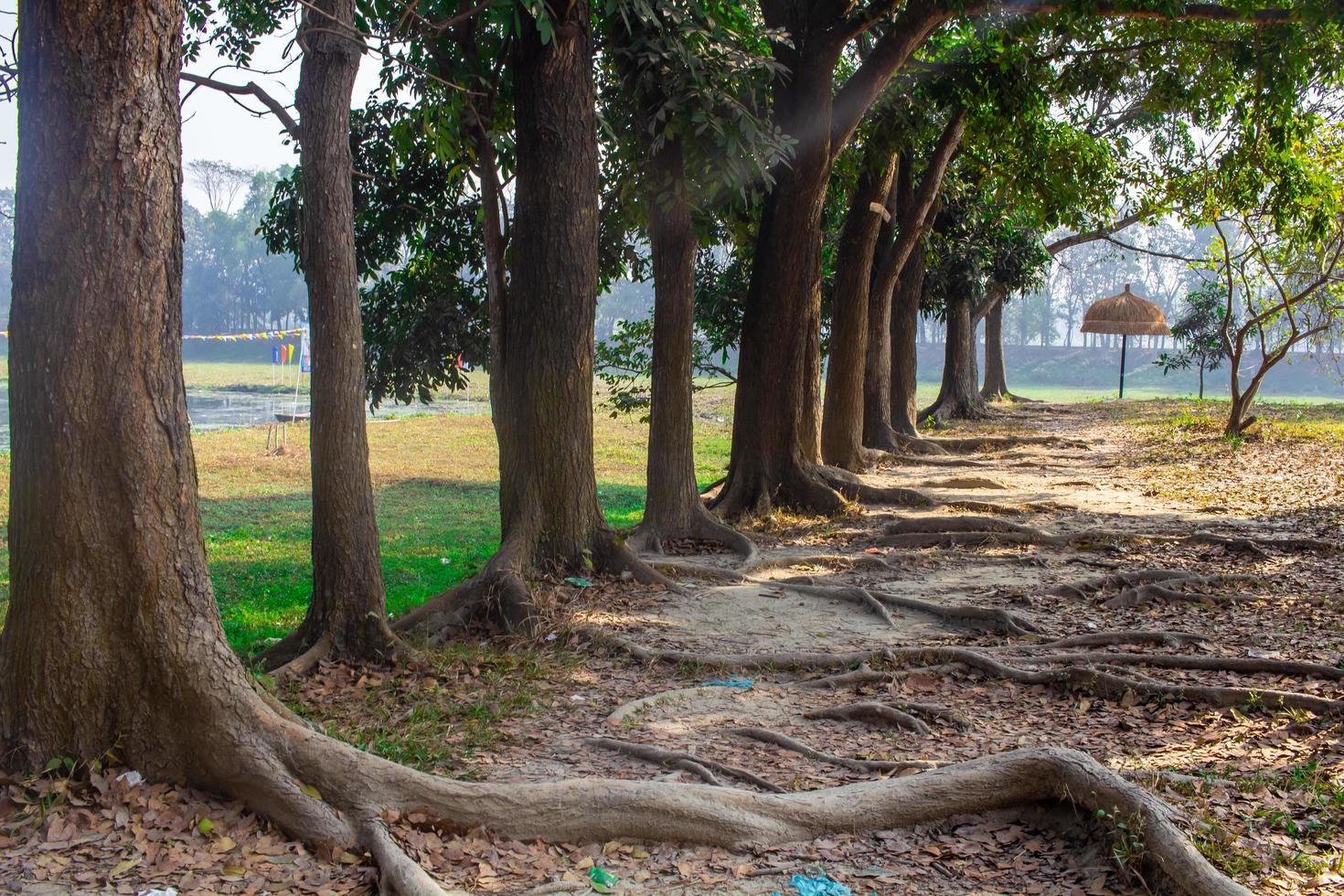 árvore em uma fileira no jardim foto