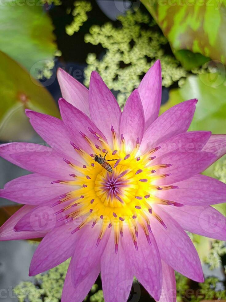 Rosa e roxa lótus flores dentro florescer, abelhas enxameando dentro uma jardim dentro Bangkok, Tailândia foto