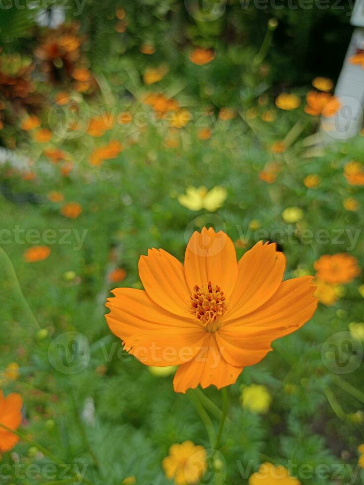 laranja margaridas florescendo dentro uma jardim dentro Bangkok, Tailândia foto