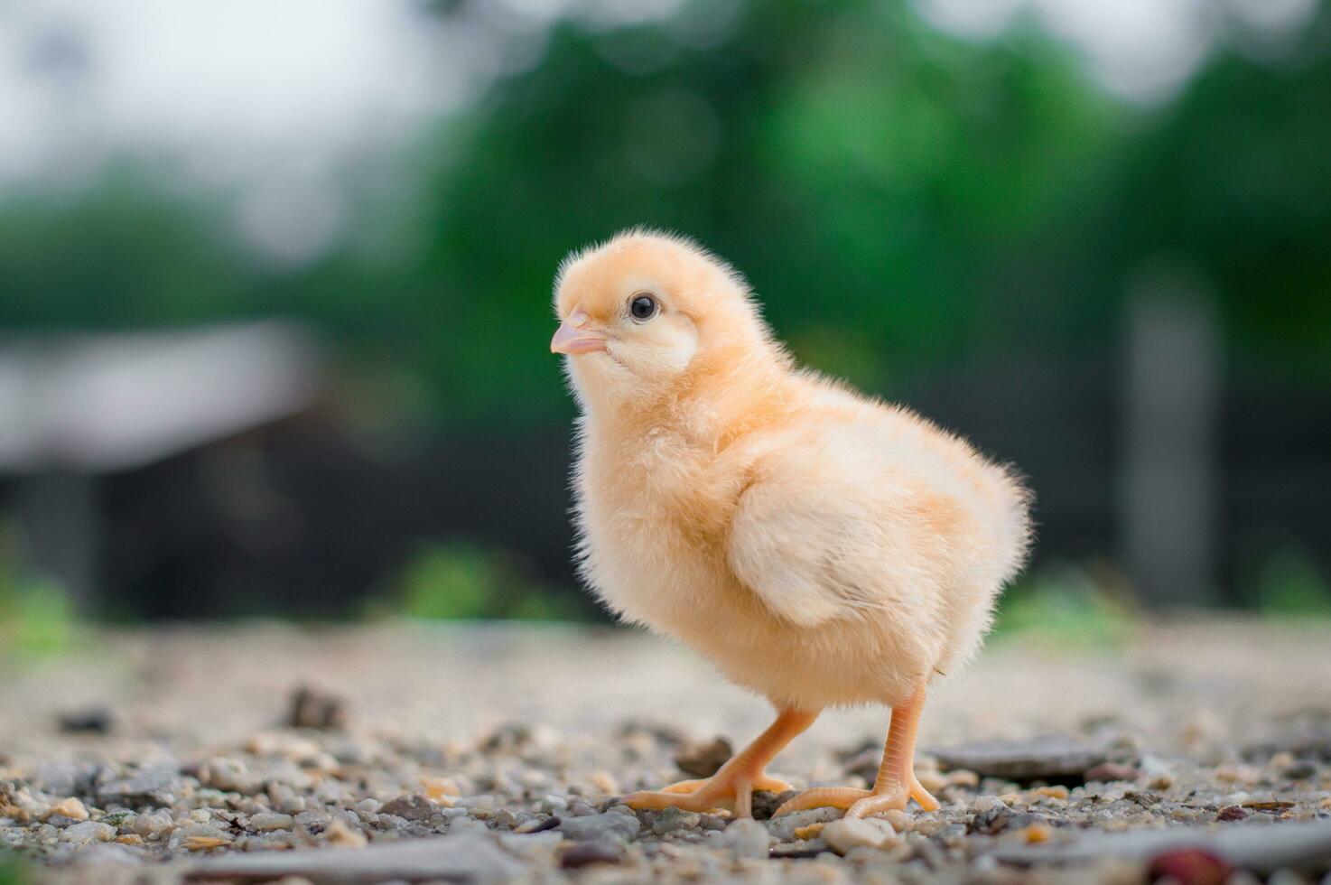 uma frango bebê dentro a jardim foto