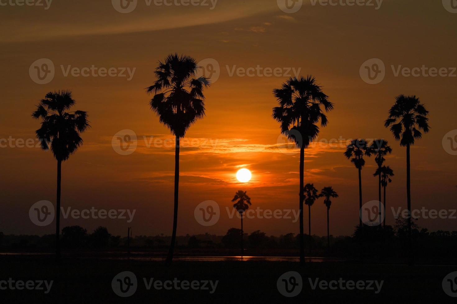 silhueta das palmeiras ao pôr do sol foto