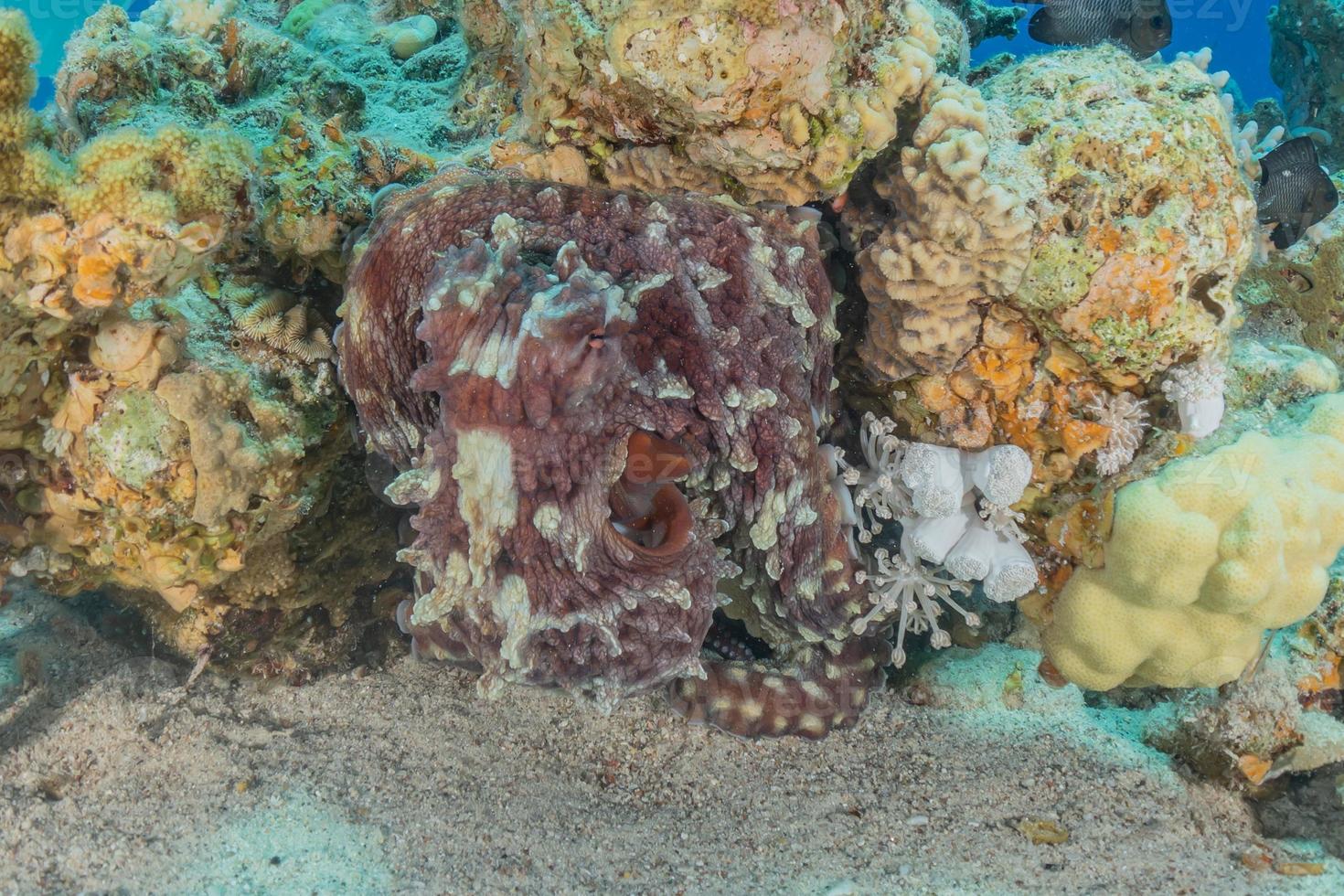 polvo rei da camuflagem no mar vermelho, eilat israel foto