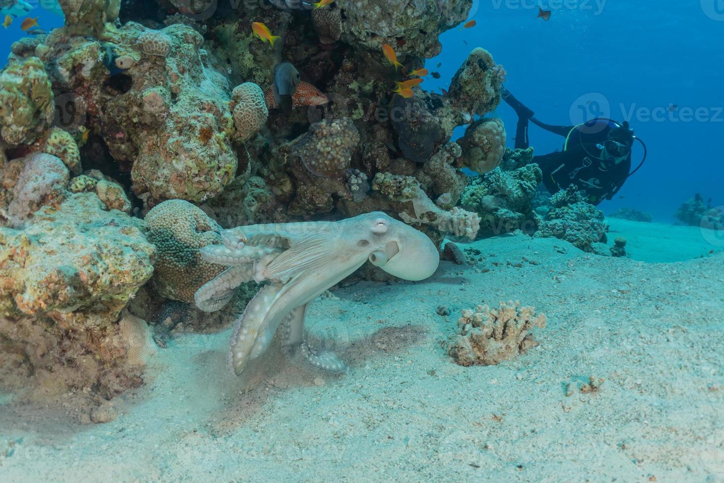 polvo rei da camuflagem no mar vermelho, eilat israel foto