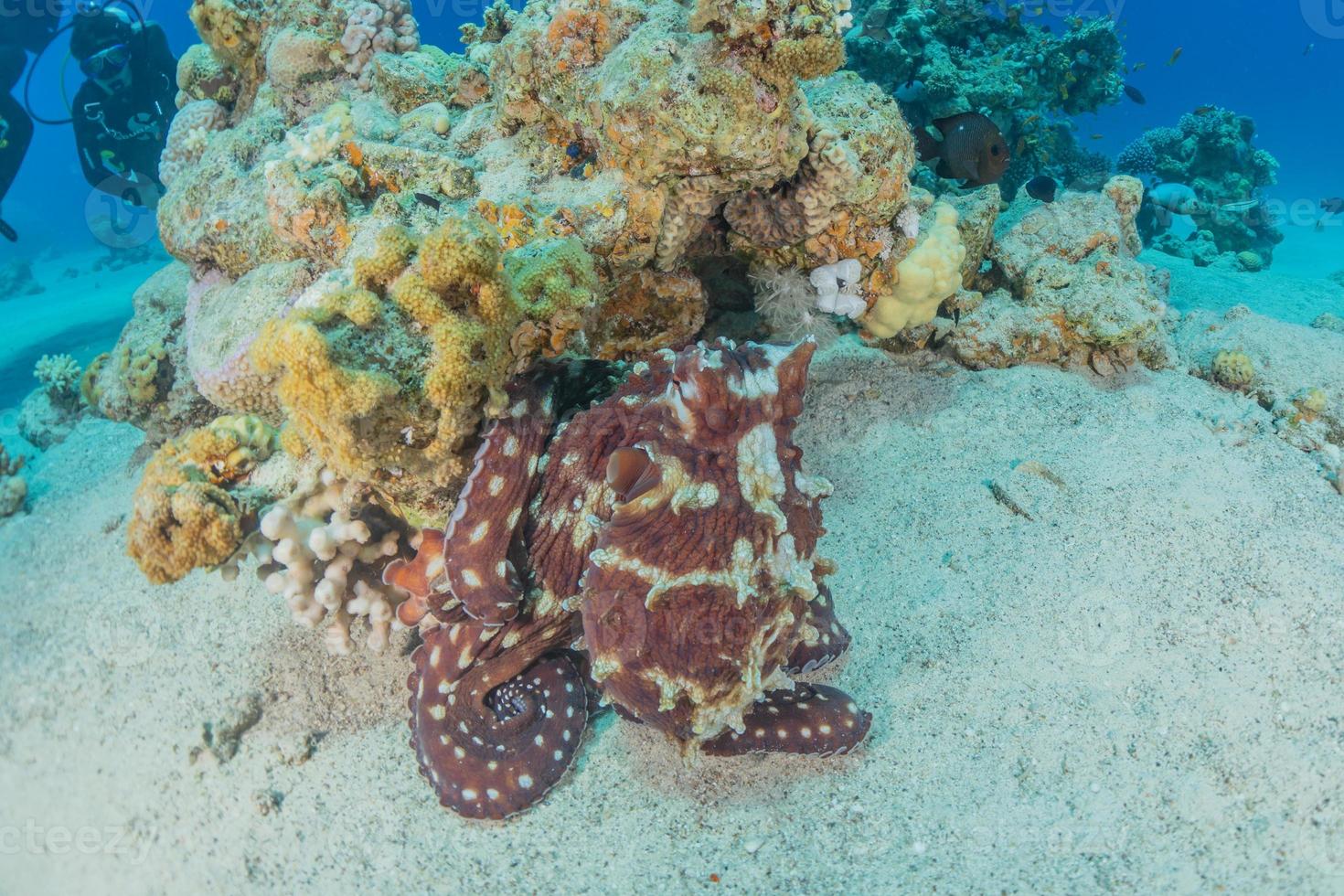 polvo rei da camuflagem no mar vermelho, eilat israel foto