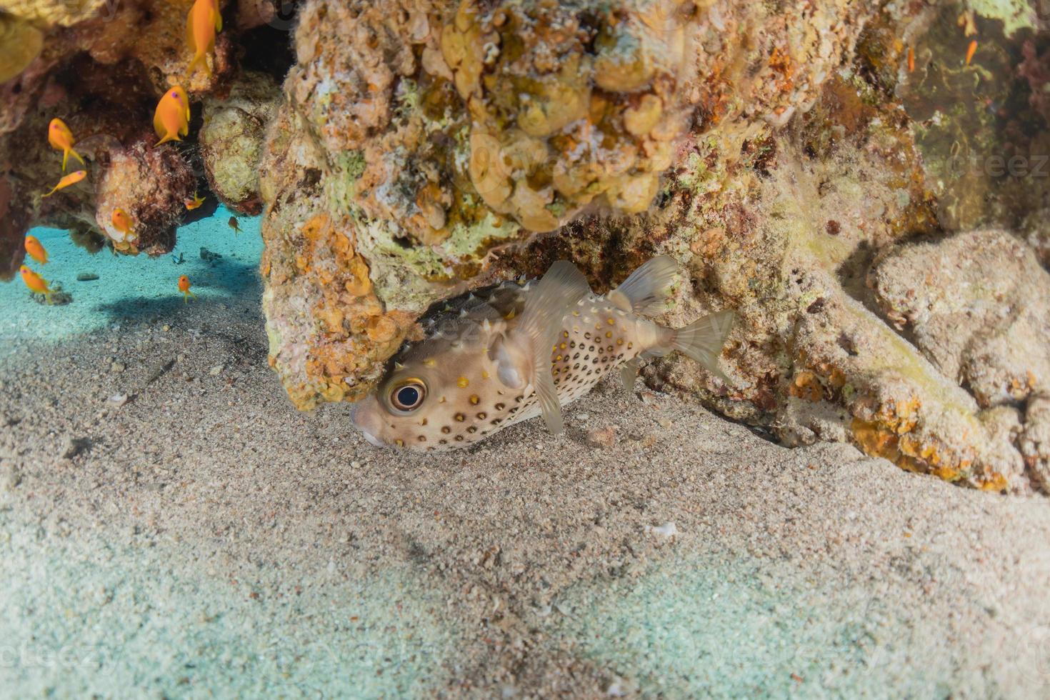 peixes nadam no mar vermelho, peixes coloridos, eilat israel foto