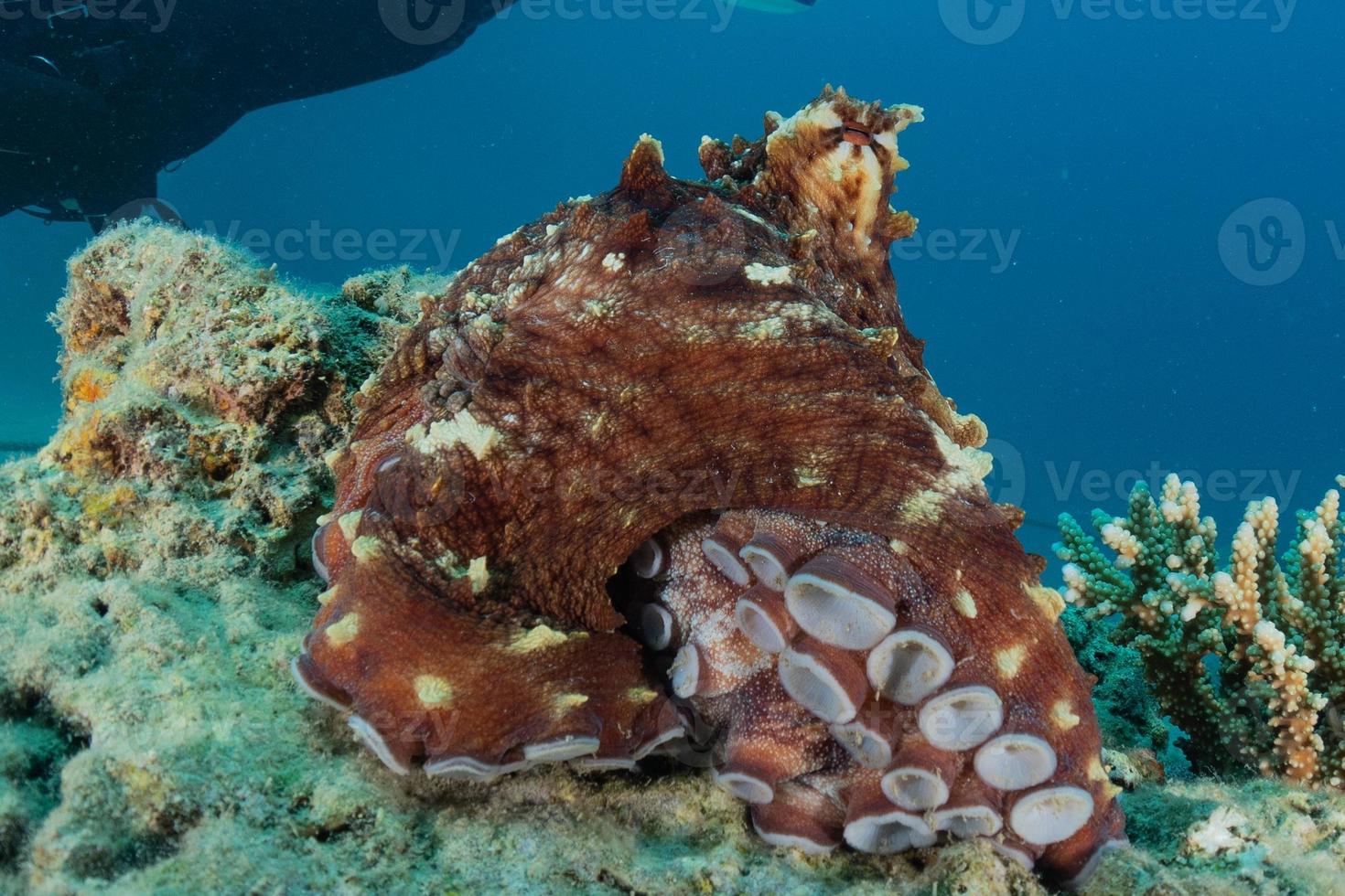 polvo rei da camuflagem no mar vermelho, eilat israel foto