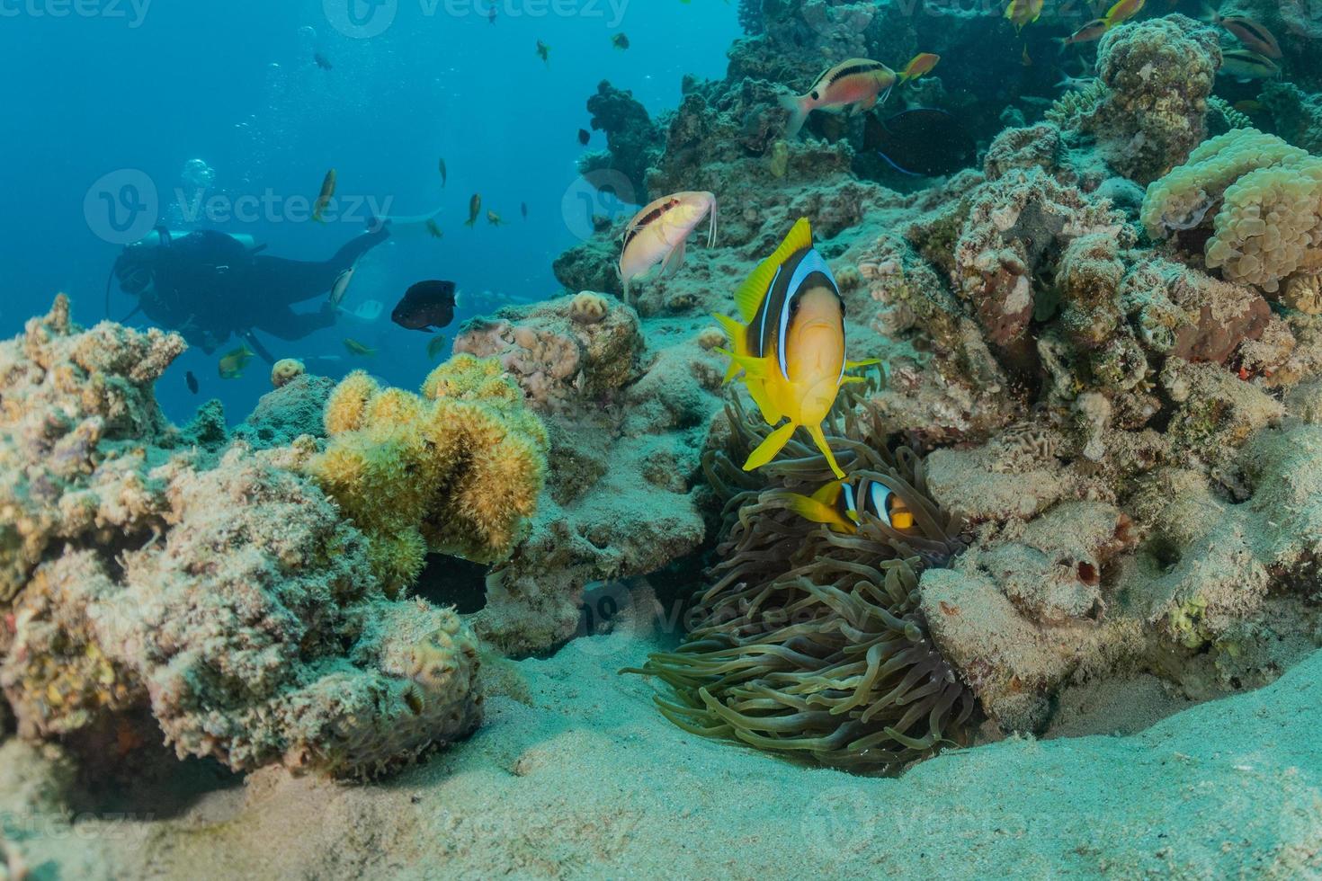 recife de coral e plantas aquáticas no mar vermelho, eilat israel foto