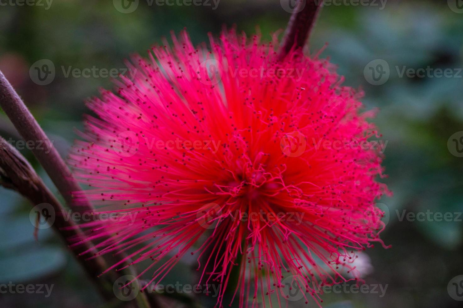 flor de mimosa calliandra haematocephala foto