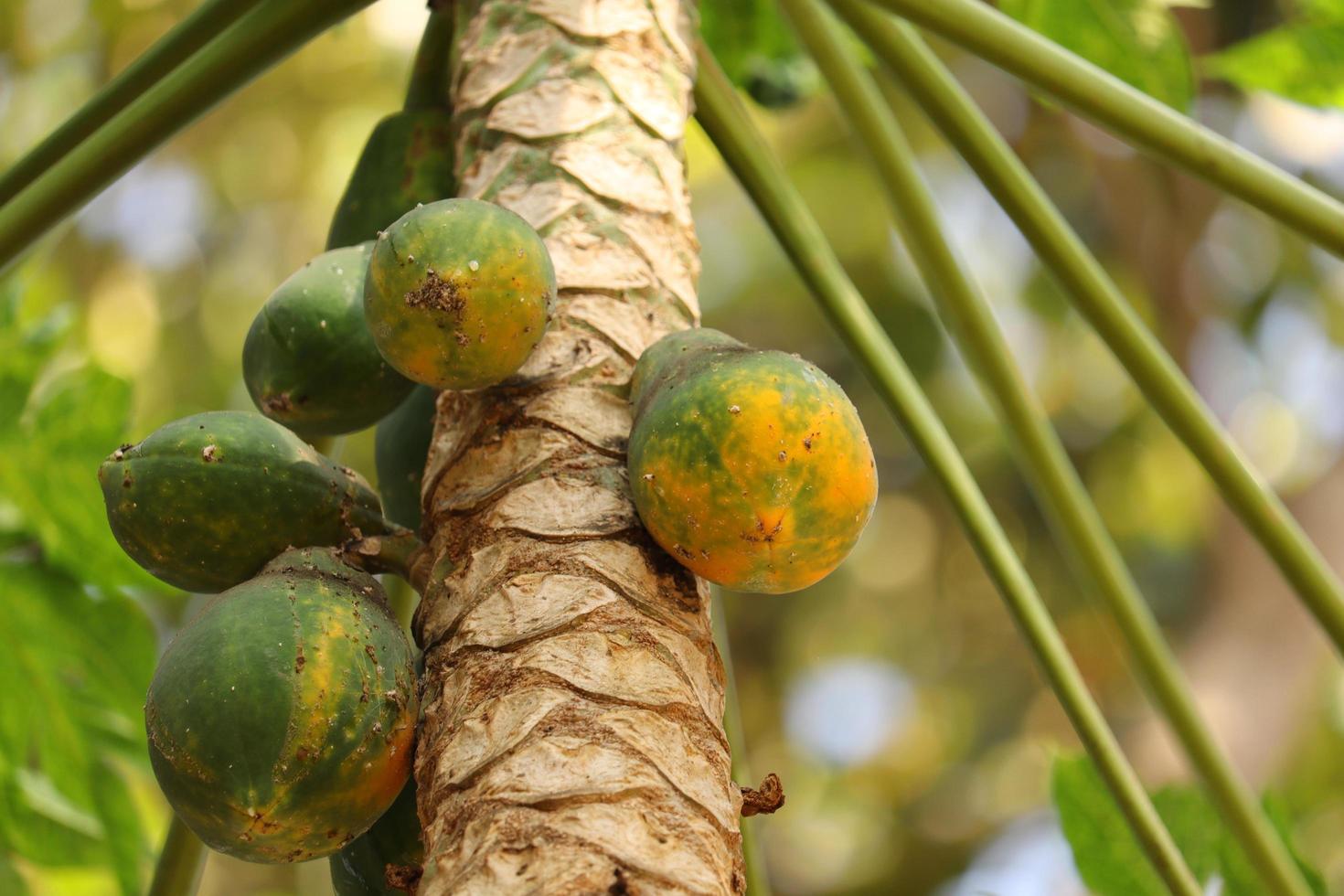 árvore frutífera de mamão em kerala foto