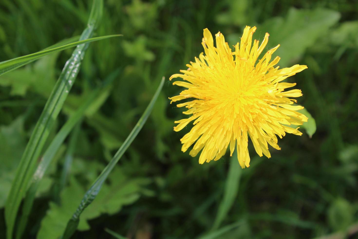 dente-de-leão amarelo ensolarado brilhante na grama foto