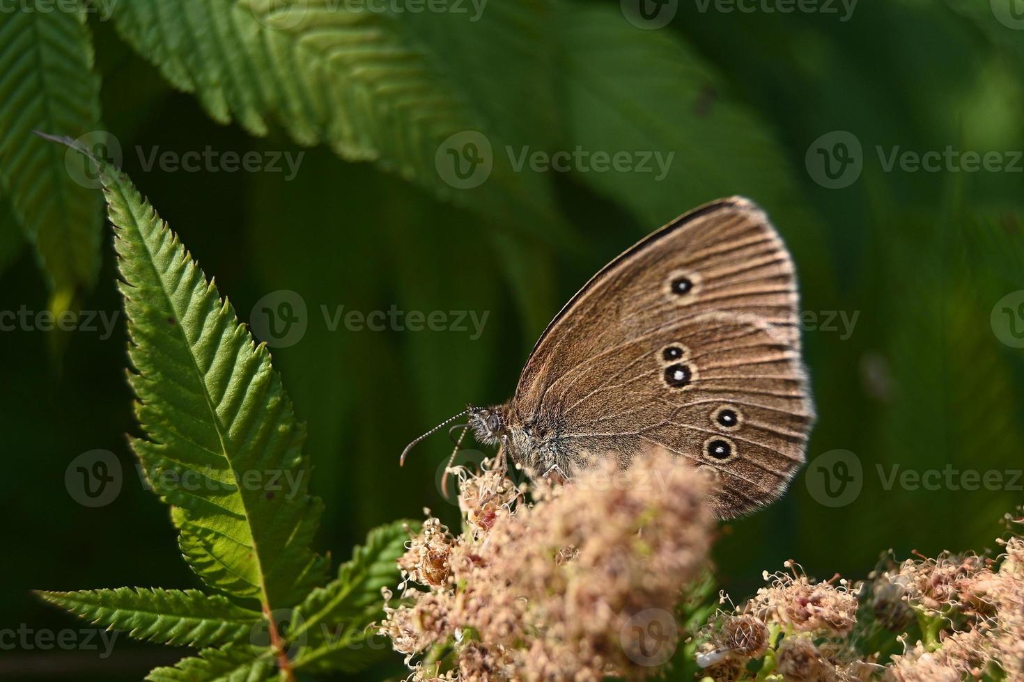 pequena borboleta marrom em um arbusto florido foto