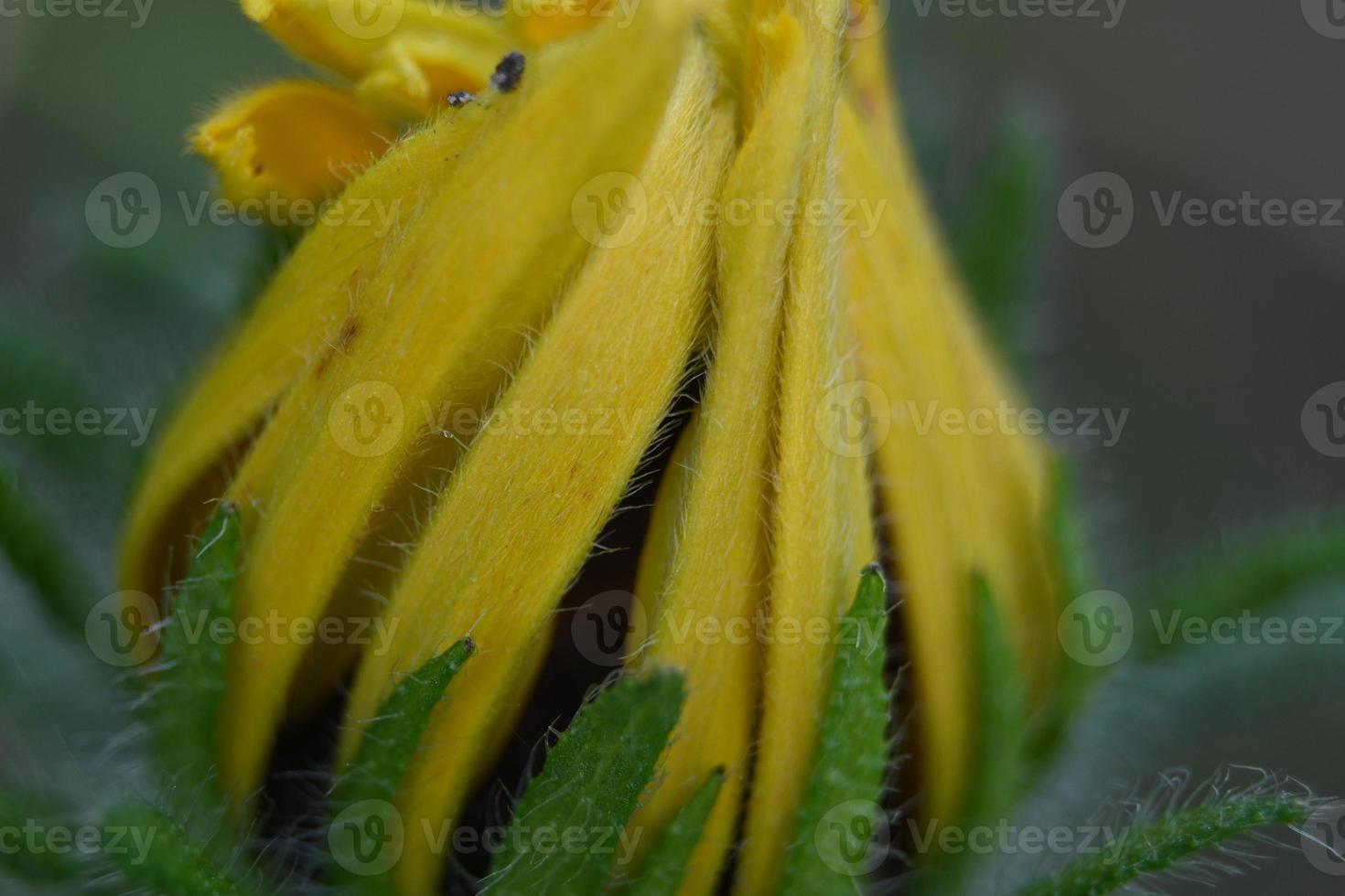 grande botão de uma planta perene com pétalas amarelas foto